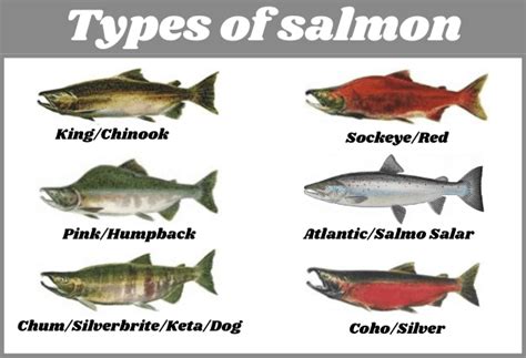6 Different Types of Salmon (With Pictures) .